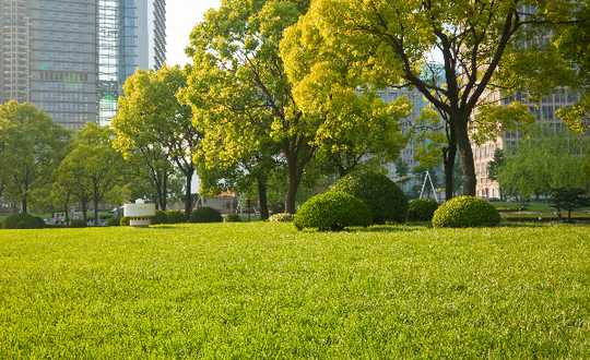 Verdant city park with neatly trimmed grass and lush green trees under a clear sky, showcasing urban landscape design and green spaces amidst high-rise buildings in the background.