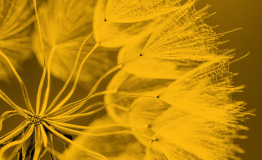 Close up of dandelion
