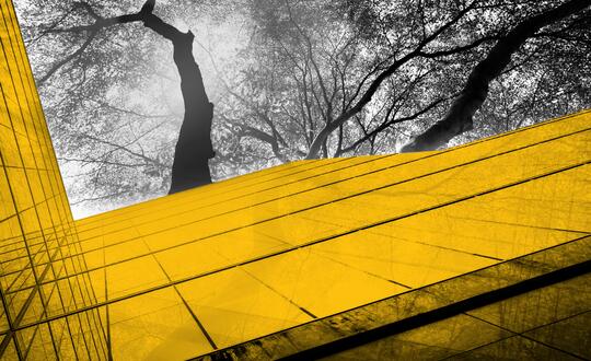 Upwards shot of a tree framed between corporate building highlighted in yellow