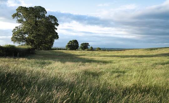 A serene British countryside scene with lush green fields, a stately tree, and scattered clouds in a vast sky, depicting a quintessential rural landscape in the UK.