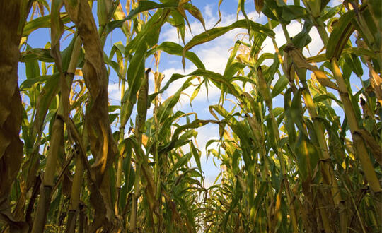 Crops grow tall, angled up at the backdrop of blue sky and clouds - Shutterstock 46610299