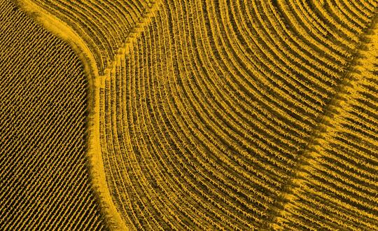 Aerial view of crops