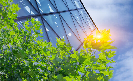 Tree in front of glass building