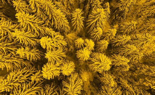 Aerial view of winter trees in forest