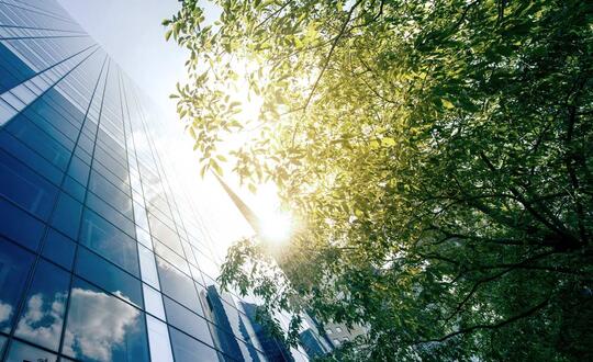 Tree next to an office building in an urban environment. 