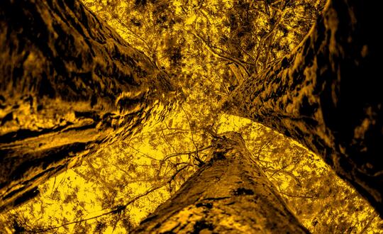 Upwards shot of trees growing