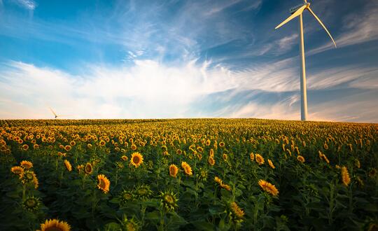Wind turbine in field of sunflowers