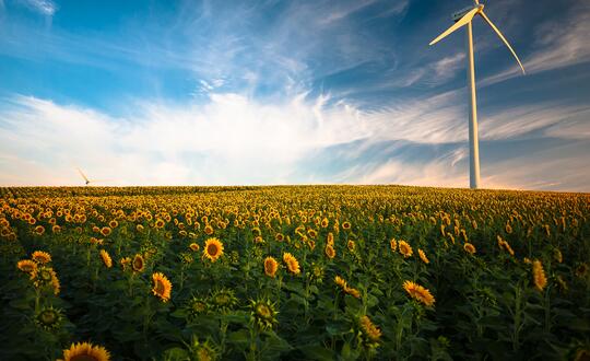 Wind turbine in field of sunflowers